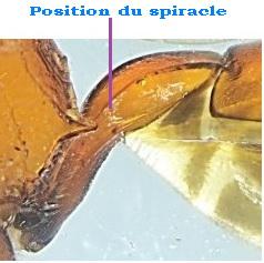 Aptesis flagitator